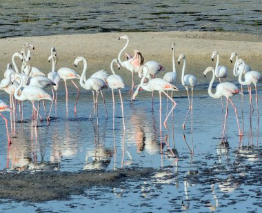 Karayip pembe flamingosu Ras al Khor Vahşi Yaşam Sığınağı 'nda, Dubai' de bir sulak arazi rezervi, Birleşik Arap Emirlikleri,