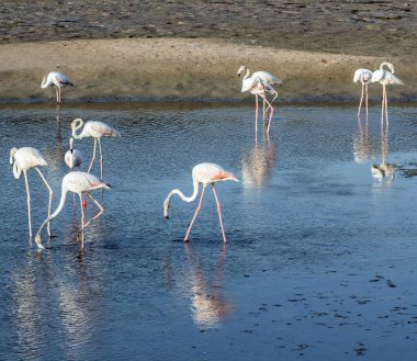 Karayip pembe flamingosu Ras al Khor Vahşi Yaşam Sığınağı 'nda, Dubai' de bir sulak arazi rezervi, Birleşik Arap Emirlikleri,