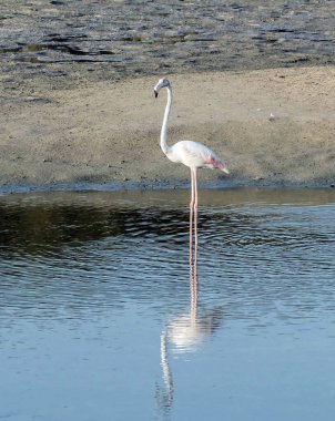 Karayip pembe flamingosu Ras al Khor Vahşi Yaşam Sığınağı 'nda, Dubai' de bir sulak arazi rezervi, Birleşik Arap Emirlikleri,