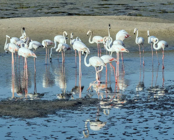Karayip Pembe Flamingosu Ras Khor Vahşi Yaşam Sığınağı Nda Dubai — Stok fotoğraf