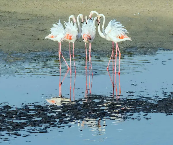 Flamingo Rosa Caribenho Ras Khor Wildlife Sanctuary Uma Reserva Zonas — Fotografia de Stock