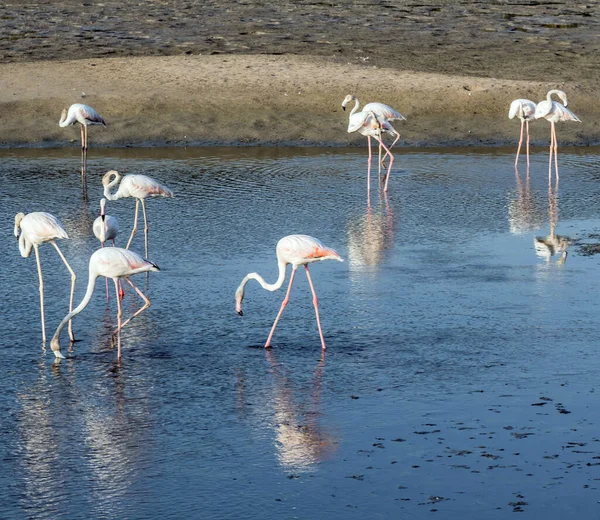 Flamingo Rosa Caribenho Ras Khor Wildlife Sanctuary Uma Reserva Zonas — Fotografia de Stock