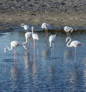 Karayip pembe flamingosu Ras al Khor Vahşi Yaşam Sığınağı 'nda, Dubai' de bir sulak arazi rezervi, Birleşik Arap Emirlikleri,