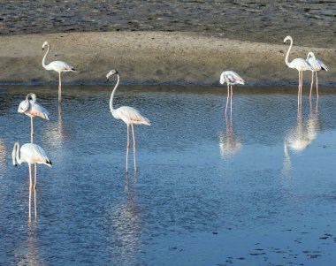 Karayip pembe flamingosu Ras al Khor Vahşi Yaşam Sığınağı 'nda, Dubai' de bir sulak arazi rezervi, Birleşik Arap Emirlikleri,