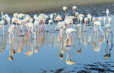 Karayip pembe flamingosu Ras al Khor Vahşi Yaşam Sığınağı 'nda, Dubai' de bir sulak arazi rezervi, Birleşik Arap Emirlikleri,