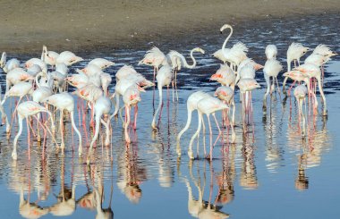 Karayip pembe flamingosu Ras al Khor Vahşi Yaşam Sığınağı 'nda, Dubai' de bir sulak arazi rezervi, Birleşik Arap Emirlikleri,