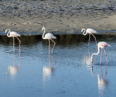 Karayip pembe flamingosu Ras al Khor Vahşi Yaşam Sığınağı 'nda, Dubai' de bir sulak arazi rezervi, Birleşik Arap Emirlikleri,