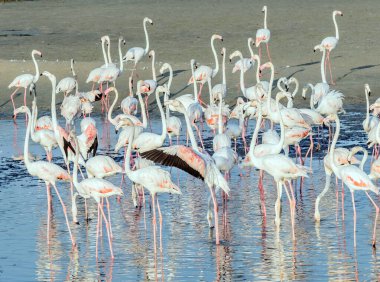 Karayip pembe flamingosu Ras al Khor Vahşi Yaşam Sığınağı 'nda, Dubai' de bir sulak arazi rezervi, Birleşik Arap Emirlikleri,