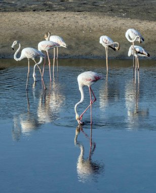 Karayip pembe flamingosu Ras al Khor Vahşi Yaşam Sığınağı 'nda, Dubai' de bir sulak arazi rezervi, Birleşik Arap Emirlikleri,