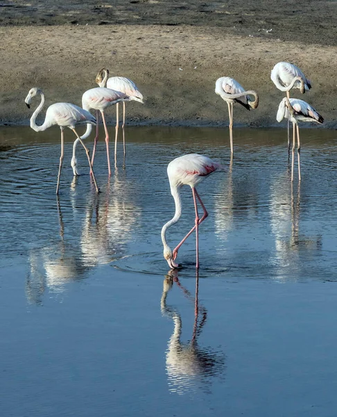 Flamingo Rosa Caribenho Ras Khor Wildlife Sanctuary Uma Reserva Zonas — Fotografia de Stock