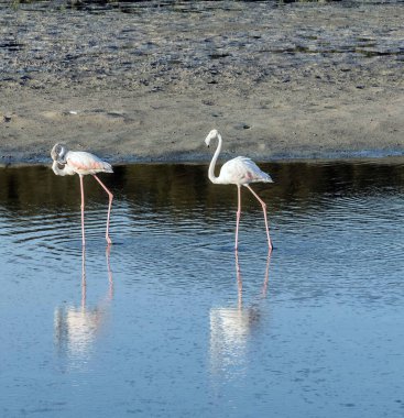 Karayip pembe flamingosu Ras al Khor Vahşi Yaşam Sığınağı 'nda, Dubai' de bir sulak arazi rezervi, Birleşik Arap Emirlikleri,