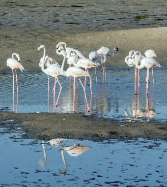Karayip pembe flamingosu Ras al Khor Vahşi Yaşam Sığınağı 'nda, Dubai' de bir sulak arazi rezervi, Birleşik Arap Emirlikleri,