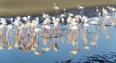 Karayip pembe flamingosu Ras al Khor Vahşi Yaşam Sığınağı 'nda, Dubai' de bir sulak arazi rezervi, Birleşik Arap Emirlikleri,