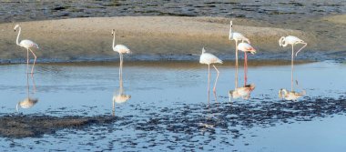 Karayip pembe flamingosu Ras al Khor Vahşi Yaşam Sığınağı 'nda, Dubai' de bir sulak arazi rezervi, Birleşik Arap Emirlikleri,