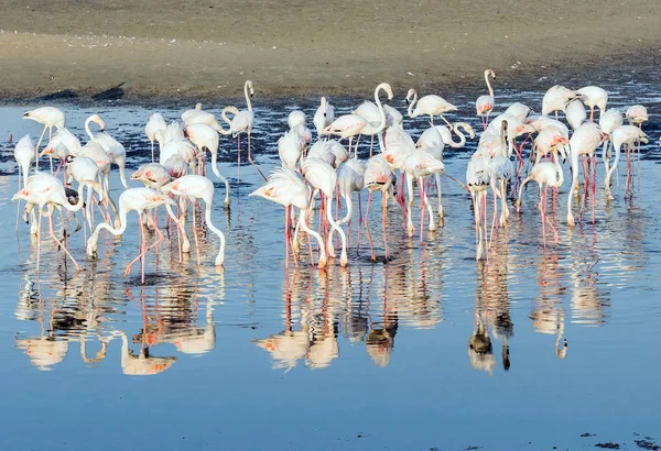 Flamingo Rosa Caribenho Ras Khor Wildlife Sanctuary Uma Reserva Zonas — Fotografia de Stock