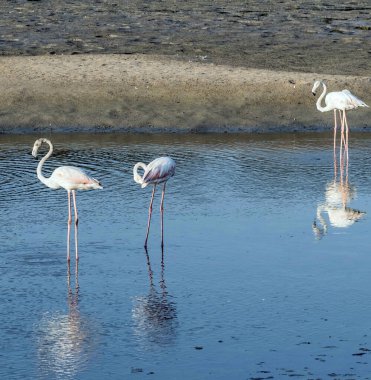 Karayip pembe flamingosu Ras al Khor Vahşi Yaşam Sığınağı 'nda, Dubai' de bir sulak arazi rezervi, Birleşik Arap Emirlikleri,