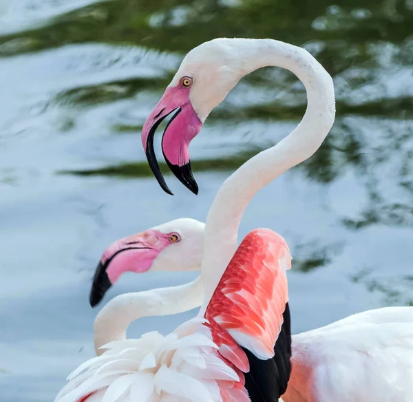 Flamingo Rosa Caribenho Ras Khor Wildlife Sanctuary Uma Reserva Zonas — Fotografia de Stock