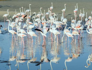 Karayip pembe flamingosu Ras al Khor Vahşi Yaşam Sığınağı 'nda, Dubai' de bir sulak arazi rezervi, Birleşik Arap Emirlikleri,