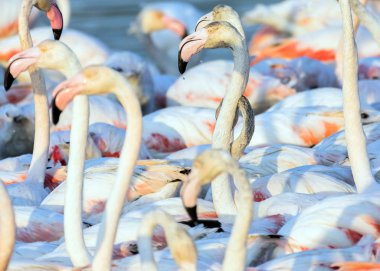 Karayip pembe flamingosu Ras al Khor Vahşi Yaşam Sığınağı 'nda, Dubai' de bir sulak arazi rezervi, Birleşik Arap Emirlikleri