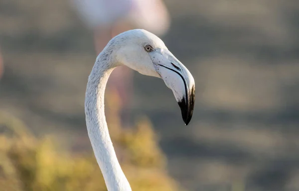 Karaibski Różowy Flaming Ras Khor Wildlife Sanctuary Rezerwat Terenów Podmokłych — Zdjęcie stockowe