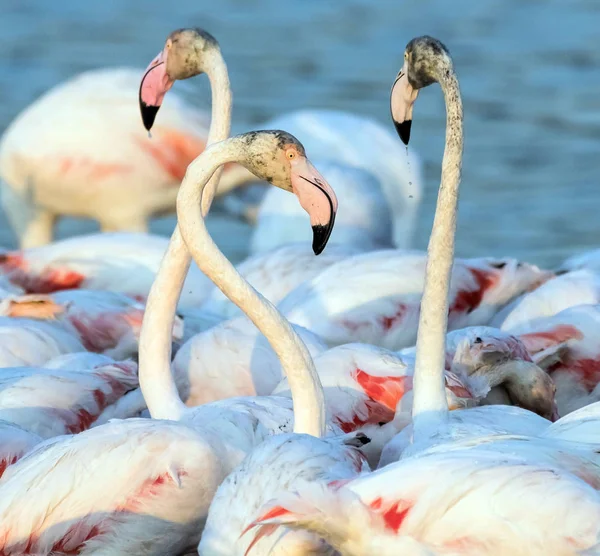 カリブ海のピンクフラミンゴラアス コル野生動物保護区 ドバイ アラブ首長国連邦の湿地保護区 — ストック写真