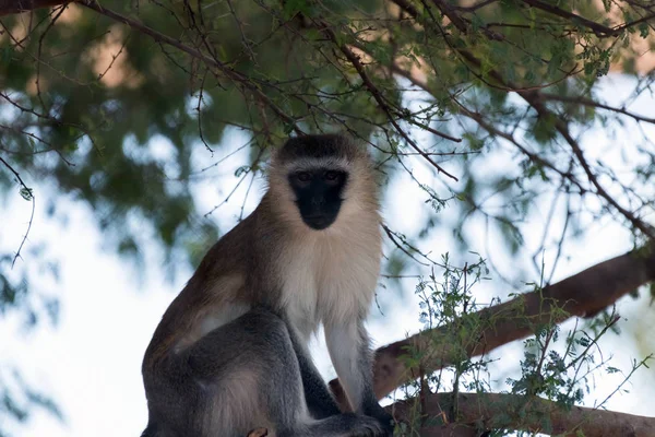 Macaco Vervet Animal Selvagem Bonito — Fotografia de Stock