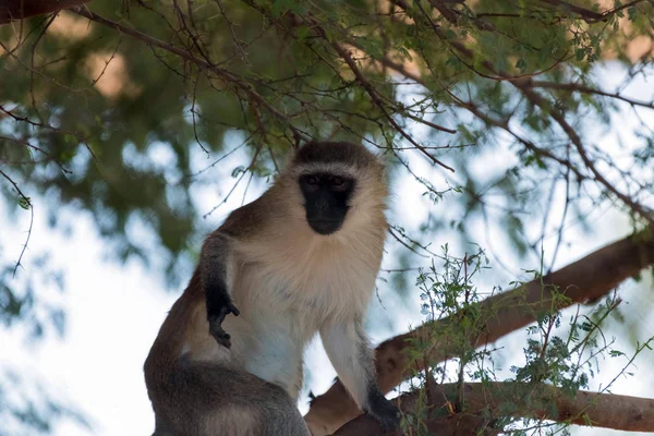 Schattig Wild Dier Verveste Aap — Stockfoto