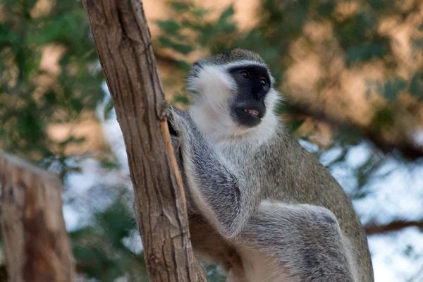 Macaco Vervet Animal Selvagem Bonito — Fotografia de Stock