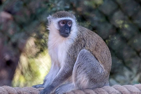 Schattig Wild Dier Verveste Aap — Stockfoto