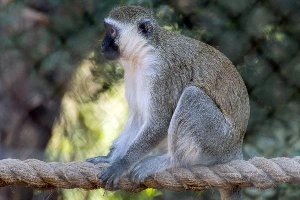 Niedliche Wilde Tier Vervet Affen — Stockfoto