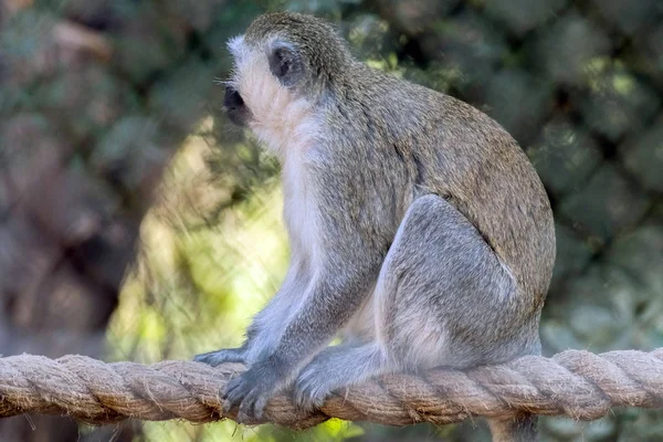 Macaco Vervet Animal Selvagem Bonito — Fotografia de Stock