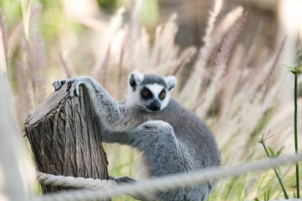 Wild Animal Ring-Tailed Lemur in Al Ain Zoo Safari