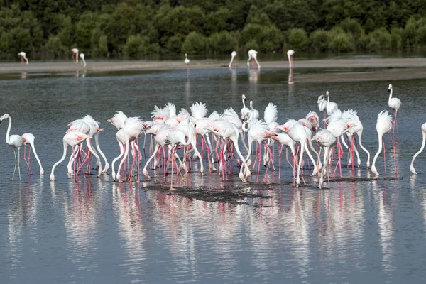 Caribbean Pink Flamingo Ras Khor Wildlife Sanctuary Wetland Reserve Dubai — Stock Photo, Image