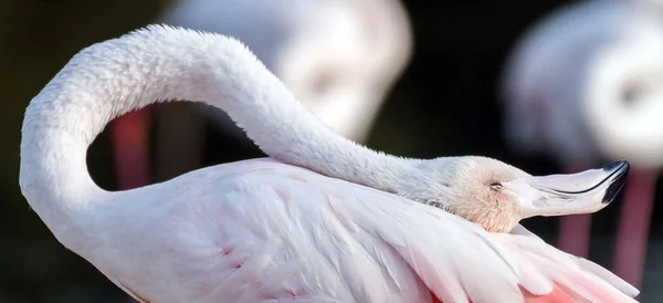 Flamingo Rosa Caribenho Ras Khor Wildlife Sanctuary Uma Reserva Zonas — Fotografia de Stock