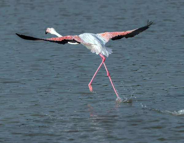 Flyvende Flamingo Søen - Stock-foto