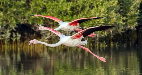 Latający Flamingo Nad Jeziorem — Zdjęcie stockowe