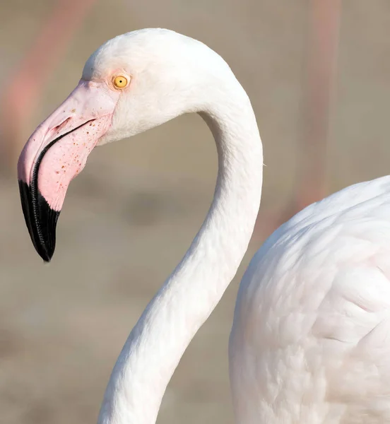 Caribbean Pink Flamingo Ras Khor Wildlife Sanctuary Wetland Reserve Dubai Stock Photo
