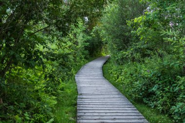Nippon, Ottawa, Kanada 'da orman arasında yürüyüş yolu