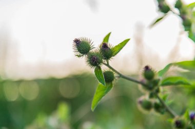 Çayırlarda yeşil aroma ağaçları