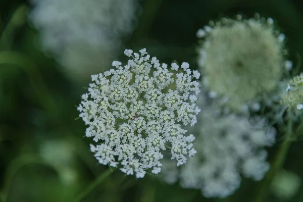 Green Aroma Trees Meadows — Stock Photo, Image