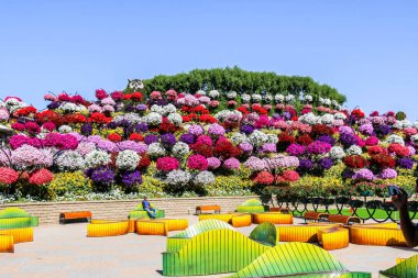 Güneşli bir günde 45 milyondan fazla çiçeğin bulunduğu Mucize Bahçesi 'nin Flourish Manzarası Dubai' de Çiçek Bahçesi, Uae