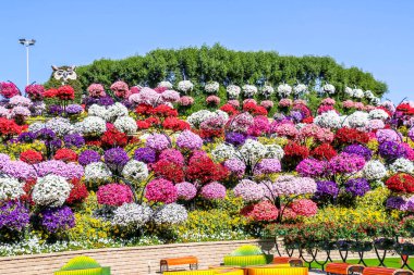 Güneşli bir günde 45 milyondan fazla çiçeğin bulunduğu Mucize Bahçesi 'nin Flourish Manzarası Dubai' de Çiçek Bahçesi, Uae