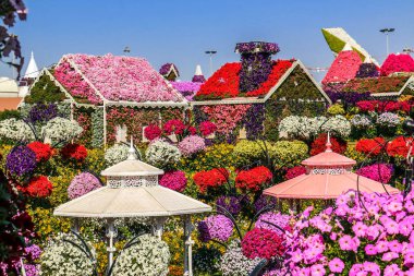 Güneşli bir günde 45 milyondan fazla çiçeğin bulunduğu Mucize Bahçesi 'nin Flourish Manzarası Dubai' de Çiçek Bahçesi, Uae