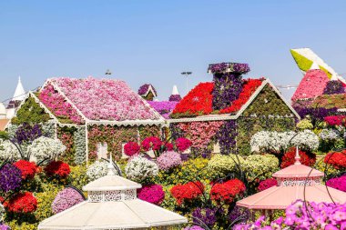 Güneşli bir günde 45 milyondan fazla çiçeğin bulunduğu Mucize Bahçesi 'nin Flourish Manzarası Dubai' de Çiçek Bahçesi, Uae