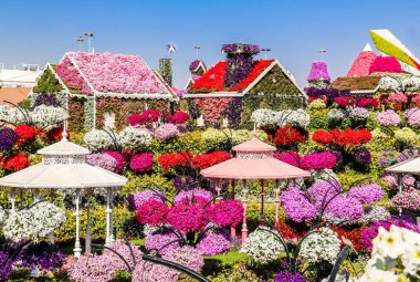 Güneşli bir günde 45 milyondan fazla çiçeğin bulunduğu Mucize Bahçesi 'nin Flourish Manzarası Dubai' de Çiçek Bahçesi, Uae