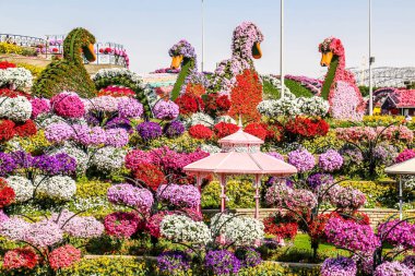 Güneşli bir günde 45 milyondan fazla çiçeğin bulunduğu Mucize Bahçesi 'nin Flourish Manzarası Dubai' de Çiçek Bahçesi, Uae