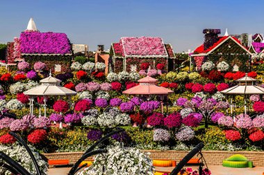 Güneşli bir günde 45 milyondan fazla çiçeğin bulunduğu Mucize Bahçesi 'nin Flourish Manzarası Dubai' de Çiçek Bahçesi, Uae