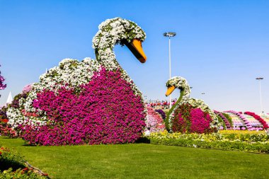 Güneşli bir günde 45 milyondan fazla çiçeğin bulunduğu Mucize Bahçesi 'nin Flourish Manzarası Dubai' de Çiçek Bahçesi, Uae