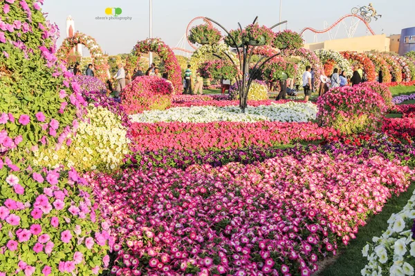 在一个阳光明媚的日子里 有超过4500万朵花的奇幻花园美丽的花卉景观 华府迪拜的花卉花园 — 图库照片