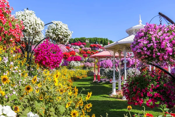 Magnifique Paysage Fleuri Miracle Garden Avec Millions Fleurs Par Une — Photo